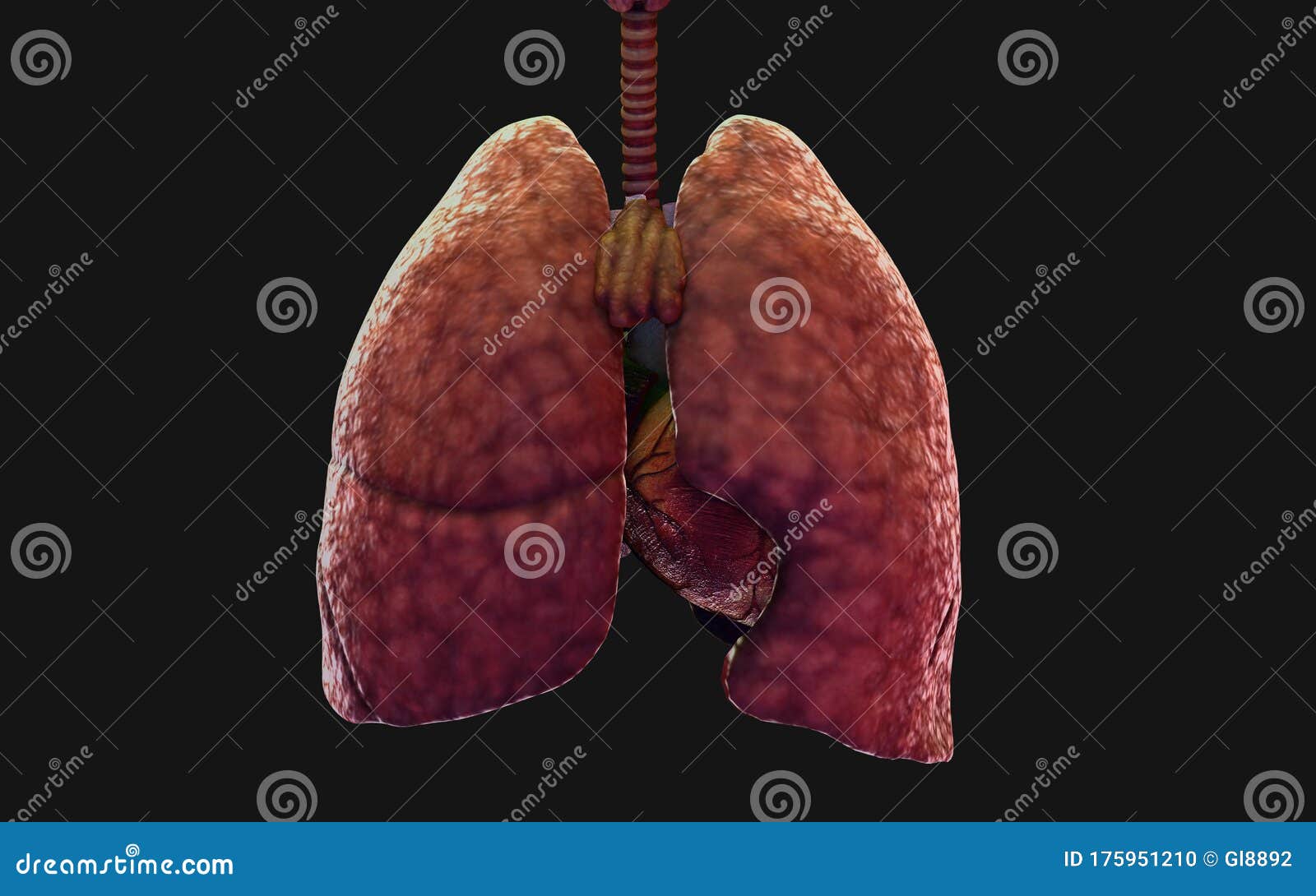 the humanÃ¢â¬â¢s lung and respiratory system.